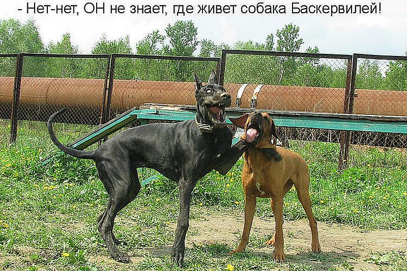 Собака Баскервілів