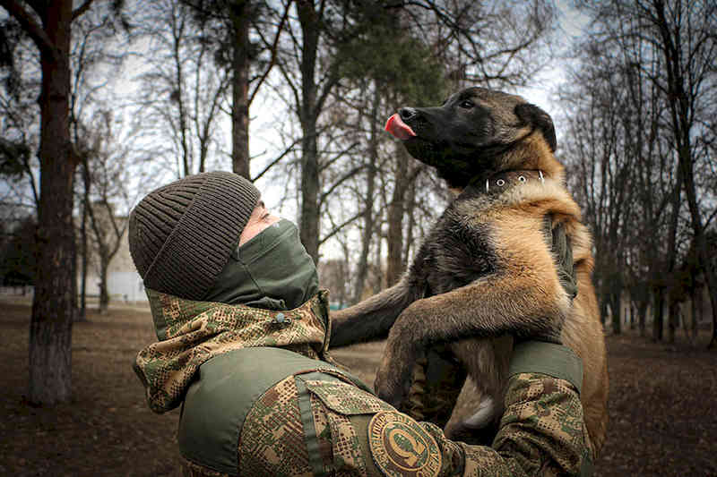 Гвардійський собака Симон