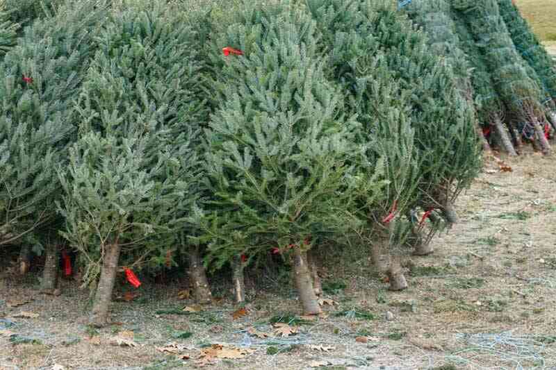 Новогодние елки