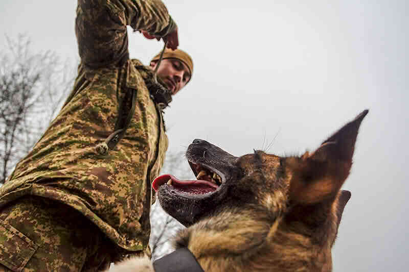 Четвероногий побратим